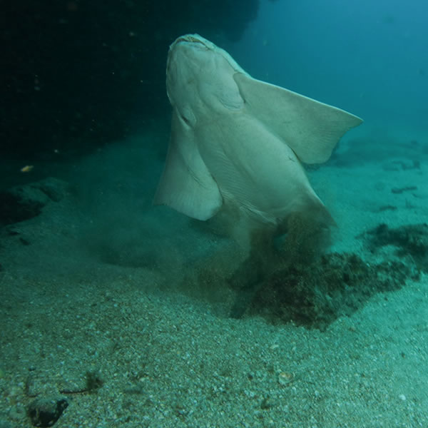 Lanzarote Dive Sites: the Blue Hole at Playa Chica