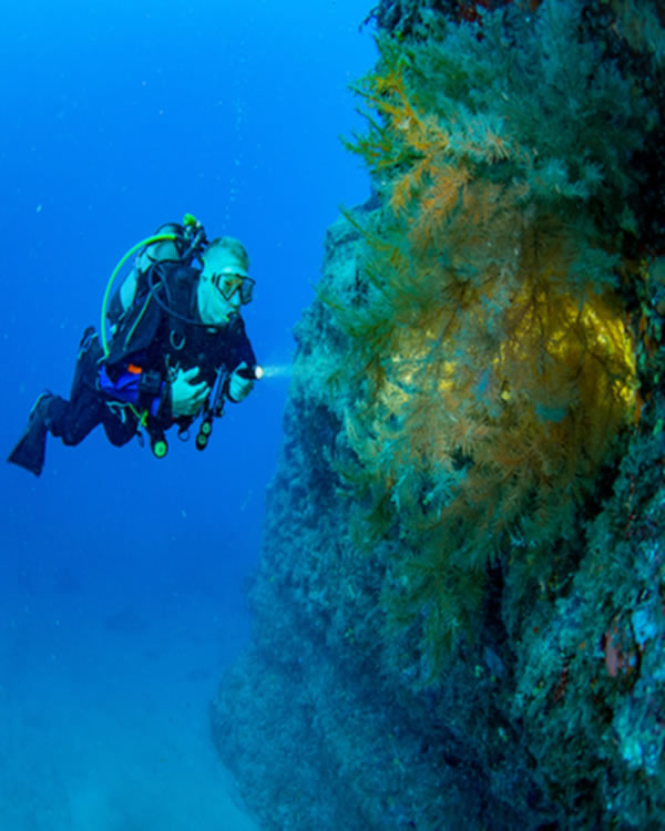 Lanzarote Dive Sites: Black Coral at The Cathedral Playa Chica