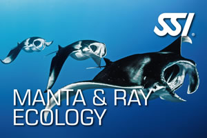 SSI Manta and Ray Ecology Course